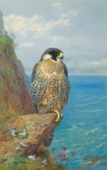 archibald thorburn peregrine at auchencairn A4 Photo Print