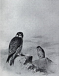 archibald thorburn peregrine falcon A4 Photo Print