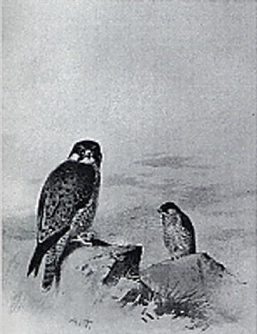 archibald thorburn peregrine falcon A4 Photo Print