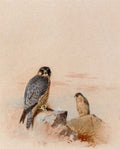 archibald thorburn peregrine falcons in a rocky landscape A4 Photo Print