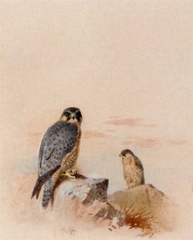 archibald thorburn peregrine falcons in a rocky landscape A4 Photo Print