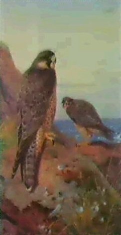 archibald thorburn peregrine falcons A4 Photo Print