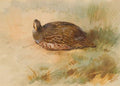 archibald thorburn pheasant and partridge 2 works A4 Photo Print