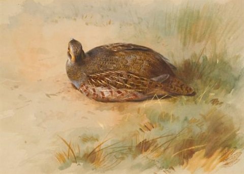 archibald thorburn pheasant and partridge 2 works A4 Photo Print