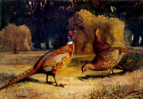 archibald thorburn pheasant in a harvest field A4 Photo Print