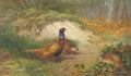 archibald thorburn pheasant in a late autumn woodland landscape A4 Photo Print