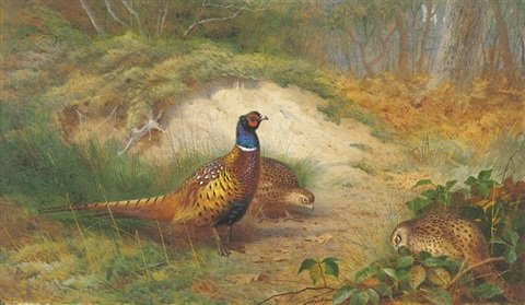 archibald thorburn pheasant in a late autumn woodland landscape A4 Photo Print