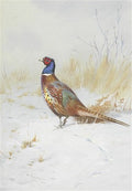 archibald thorburn pheasant in the snow A4 Photo Print