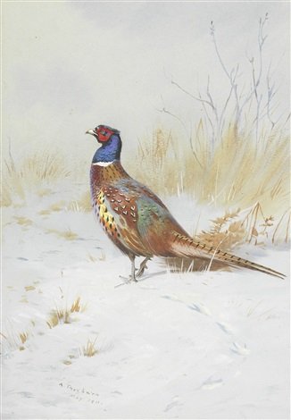 archibald thorburn pheasant in the snow A4 Photo Print