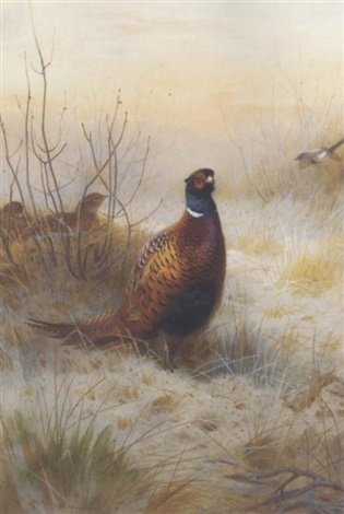 archibald thorburn pheasant in winter A4 Photo Print