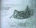 archibald thorburn pheasant partridge; capercaillie; grouse A4 Photo Print