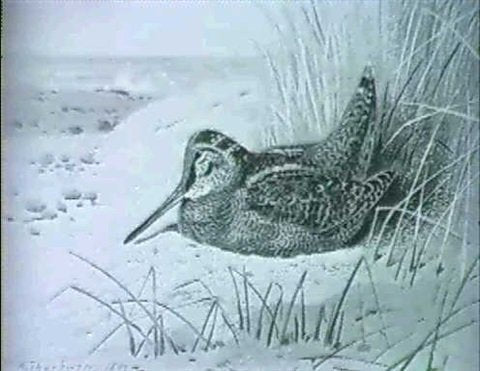 archibald thorburn pheasant partridge; capercaillie; grouse A4 Photo Print