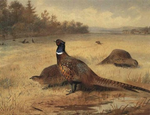 archibald thorburn pheasants feeding A4 Photo Print