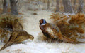 archibald thorburn pheasants foraging in a snowy wood A4 Photo Print