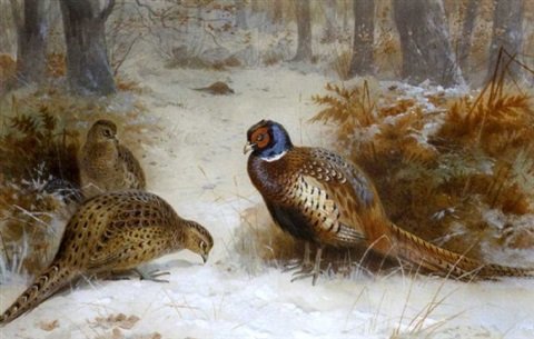 archibald thorburn pheasants foraging in a snowy wood A4 Photo Print