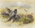 archibald thorburn pheasants grazing A4 Photo Print