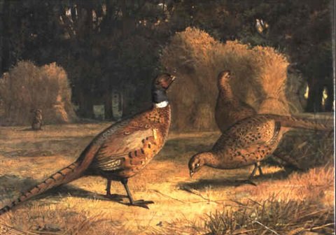 archibald thorburn pheasants in a harvest field A4 Photo Print