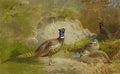 archibald thorburn pheasants in a landscape A4 Photo Print