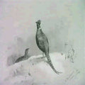 archibald thorburn pheasants in the snow A4 Photo Print