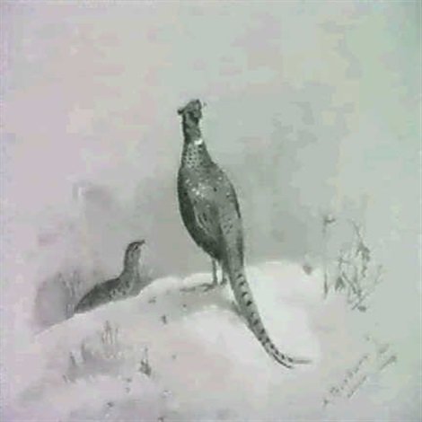 archibald thorburn pheasants in the snow A4 Photo Print