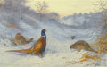 archibald thorburn pheasants in winter A4 Photo Print