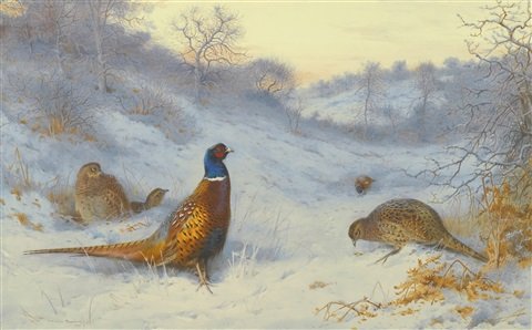 archibald thorburn pheasants in winter A4 Photo Print
