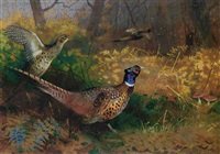 archibald thorburn pheasants in woodland A4 Photo Print