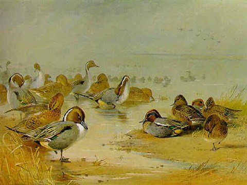 archibald thorburn pigtail teal at the waters edge A4 Photo Print