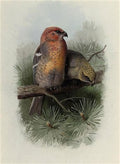 archibald thorburn pine grosbeak A4 Photo Print