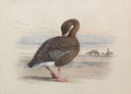 archibald thorburn pink footed goose A4 Photo Print
