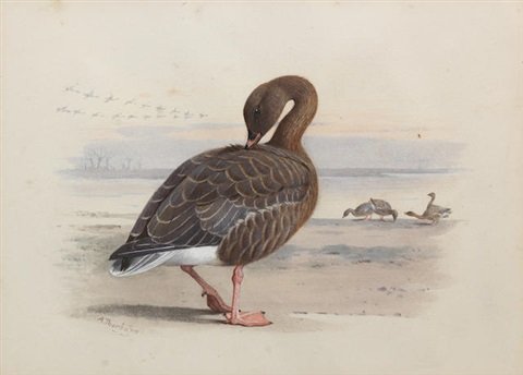 archibald thorburn pink footed goose A4 Photo Print
