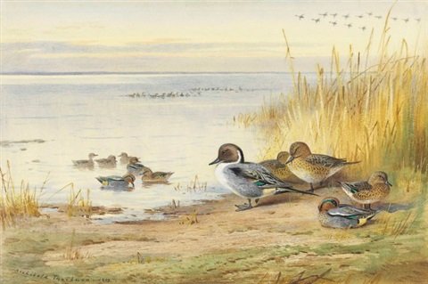 archibald thorburn pintail and teal on a river bank mallard flighting above A4 Photo Print