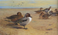 archibald thorburn pintail ducks A4 Photo Print
