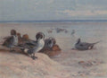 archibald thorburn pintail preening in a coastal landscape A4 Photo Print