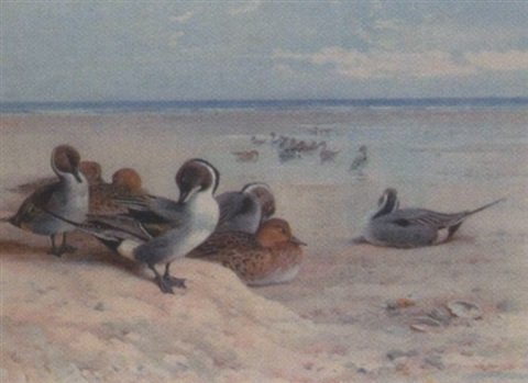 archibald thorburn pintail preening in a coastal landscape A4 Photo Print