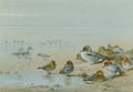 archibald thorburn pintail teal and widgeon on the seashore A4 Photo Print