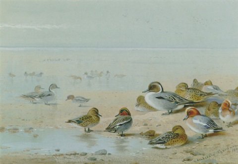 archibald thorburn pintail teal and widgeon on the seashore A4 Photo Print