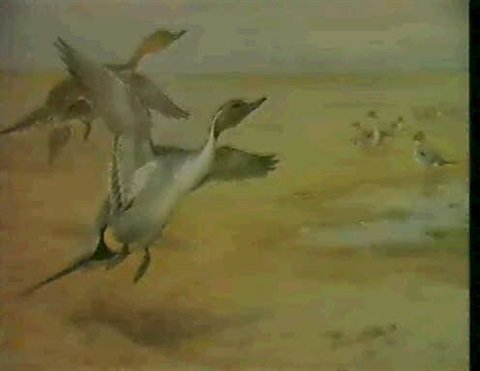 archibald thorburn pintails in flight A4 Photo Print