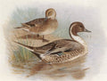 archibald thorburn pintails A4 Photo Print