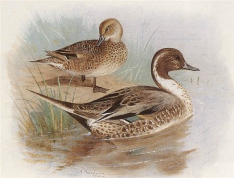 archibald thorburn pintails A4 Photo Print