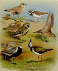 archibald thorburn plovers and a lapwing A4 Photo Print