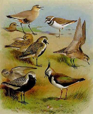 archibald thorburn plovers and a lapwing A4 Photo Print