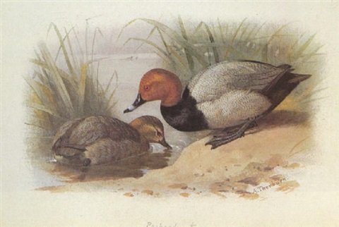 archibald thorburn pochard A4 Photo Print