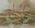 archibald thorburn polygonum A4 Photo Print