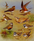 archibald thorburn pratincoles coursers plovers and a dotterel A4 Photo Print