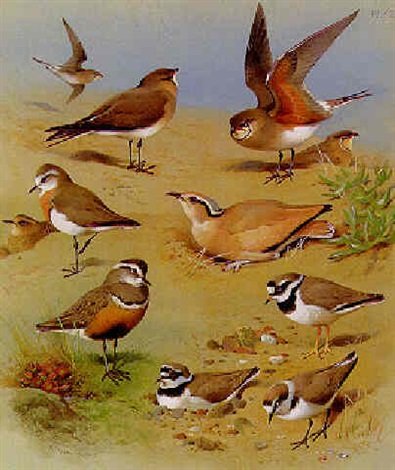 archibald thorburn pratincoles coursers plovers and a dotterel A4 Photo Print
