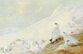 archibald thorburn ptarmigan at sunrise A4 Photo Print
