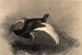 archibald thorburn ptarmigan in flight A4 Photo Print