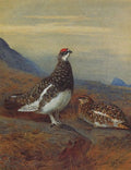 archibald thorburn ptarmigan in summer plumage A4 Photo Print