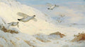 archibald thorburn ptarmigan in winter plumage flying across the snow A4 Photo Print